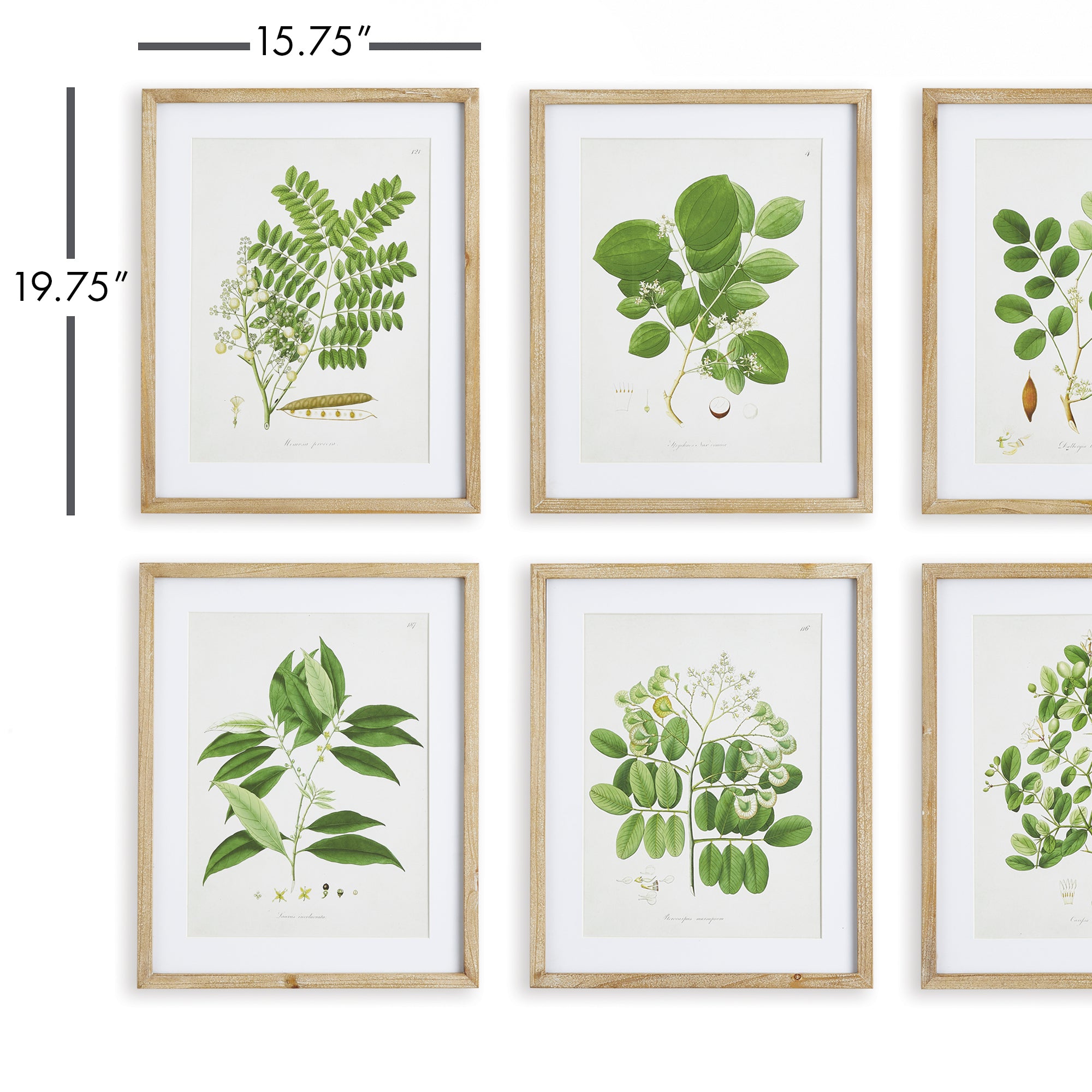 TREE LEAF STUDY, SET OF 6 - view 2