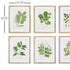 TREE LEAF STUDY, SET OF 6 - view 2