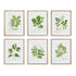TREE LEAF STUDY, SET OF 6