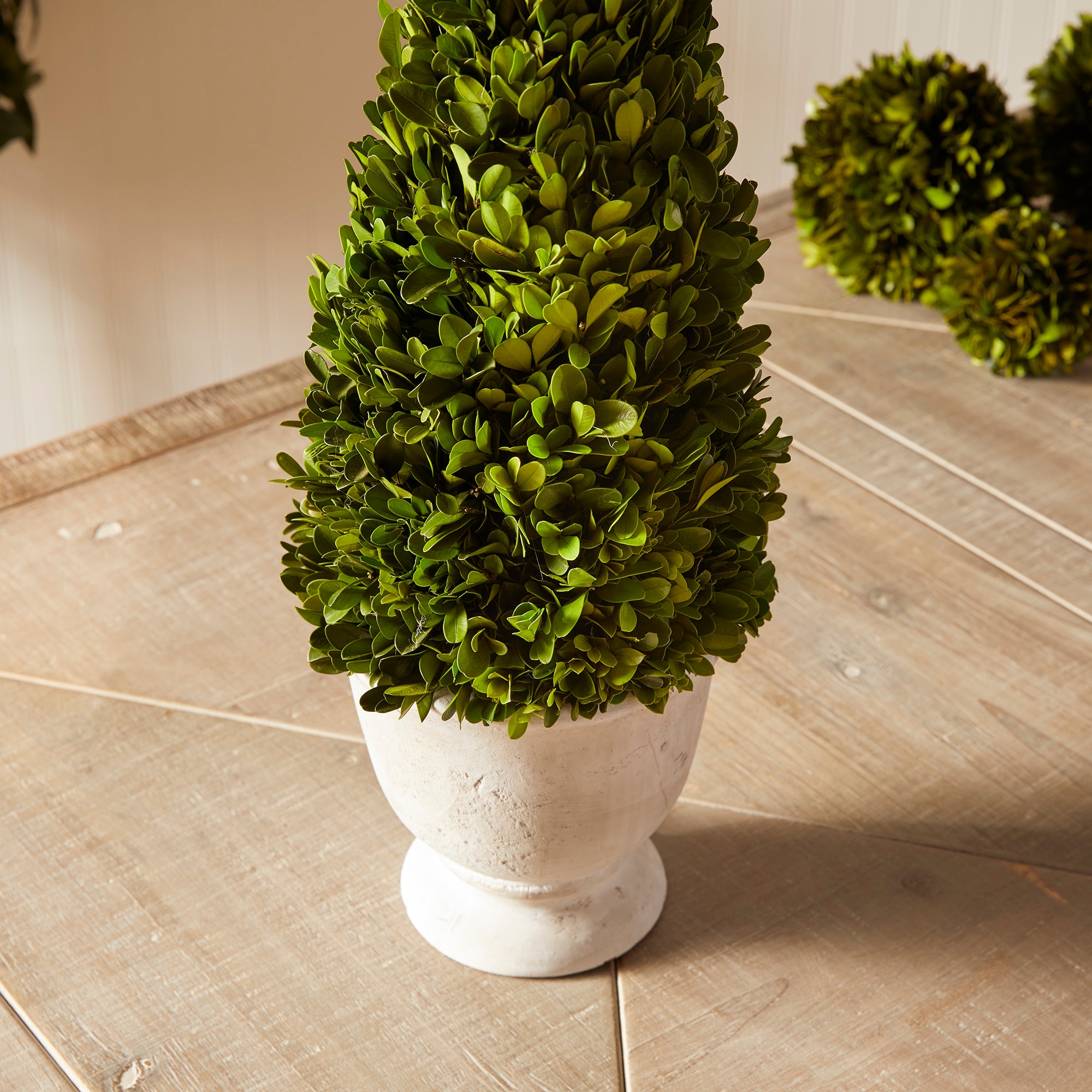 BOXWOOD CONE TOPIARY IN POT - view 4