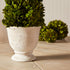 Boxwood Cone Topiary In Pot - View 5
