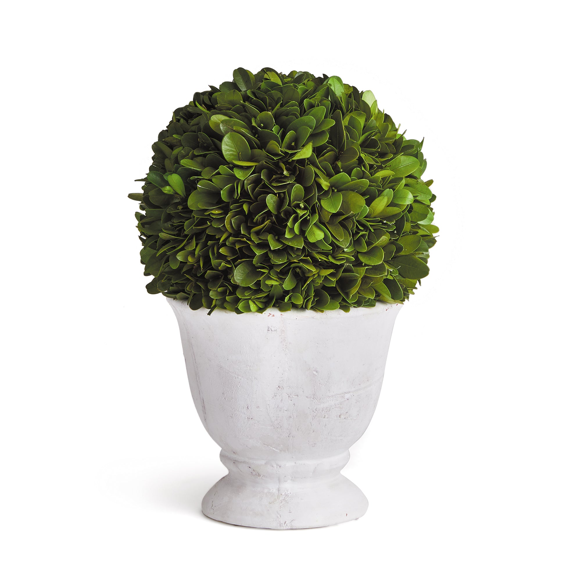 BOXWOOD BALL TOPIARY IN POT SMALL BY NAPA HOME & GARDEN