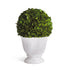 BOXWOOD BALL TOPIARY IN POT SMALL BY NAPA HOME & GARDEN