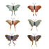 Outdoor Magnetic Luna Moths - A. Dodson's