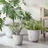 Leilani Pots, Set Of 3 - View 3