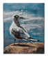 Canvas Wall Décor w/ Seagull, 2 Styles