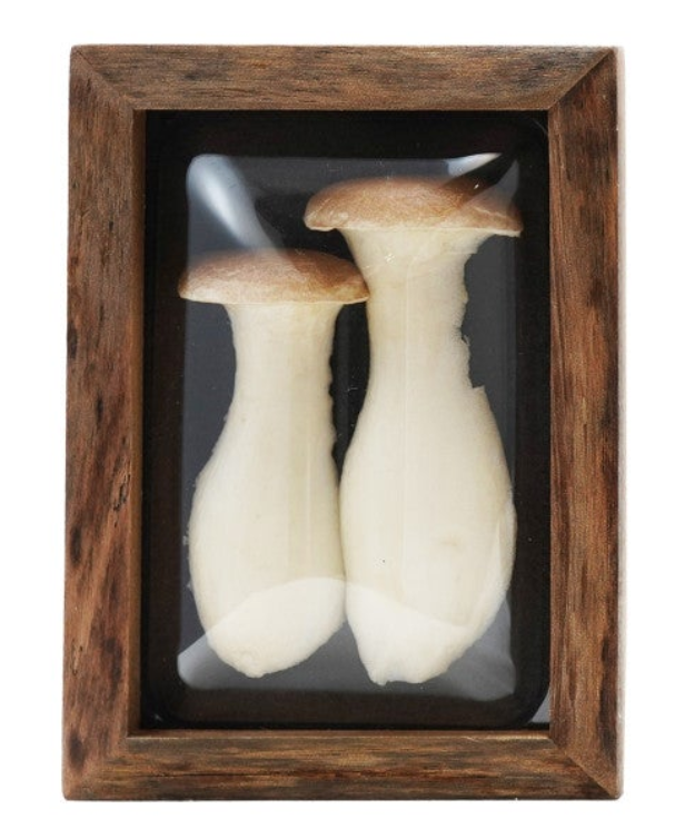 Wood Framed Convex Plastic Shadow Box Wall Décor, 4 Styles