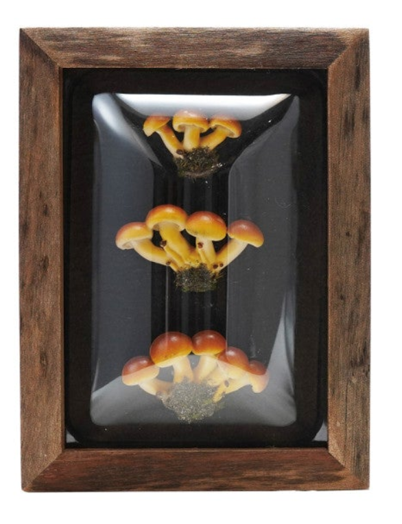 Wood Framed Convex Plastic Shadow Box Wall Décor, 4 Styles
