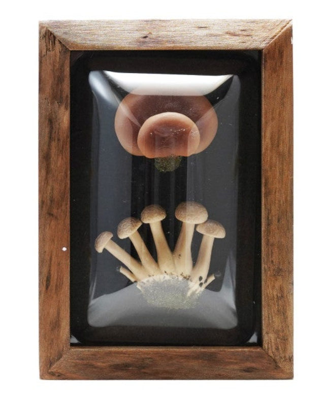 Wood Framed Convex Plastic Shadow Box Wall Décor, 4 Styles