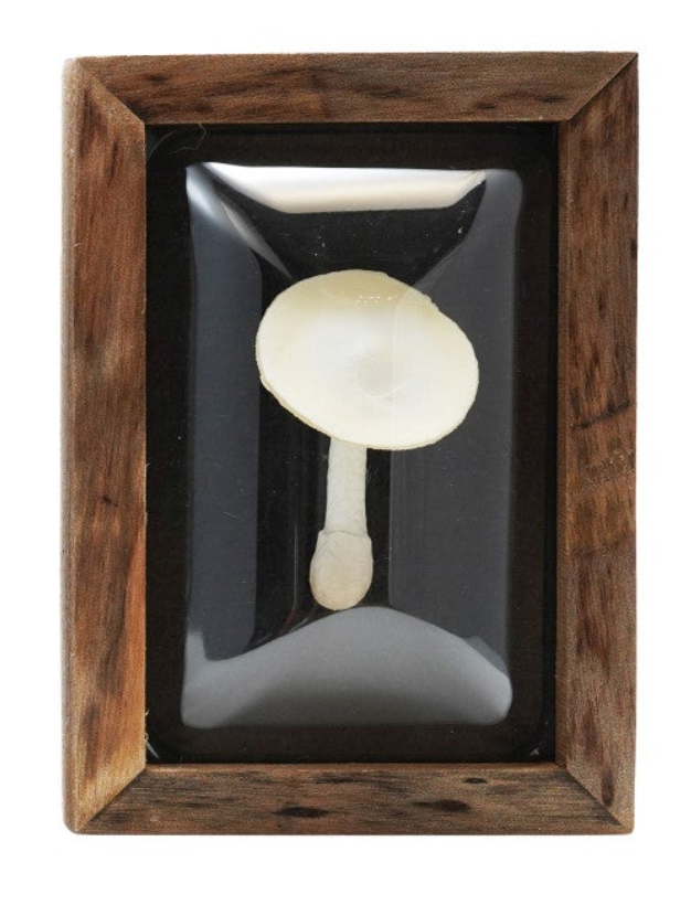 Wood Framed Convex Plastic Shadow Box Wall Décor, 4 Styles