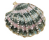 Enameled Metal Shell Shaped Trinket Box with Jewels, 3 Styles