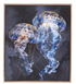 Jellyfish with Frame