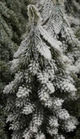 Faux Evergreen Trees with Natural Wood Slice Bases