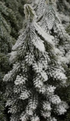 Faux Evergreen Trees with Natural Wood Slice Bases