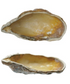 Stoneware Oyster Shell Shaped Dish, 4 Colors