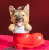 Heartfelt Cheer Resin Dog in Stocking, 4"