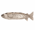 Trout Metal Tray