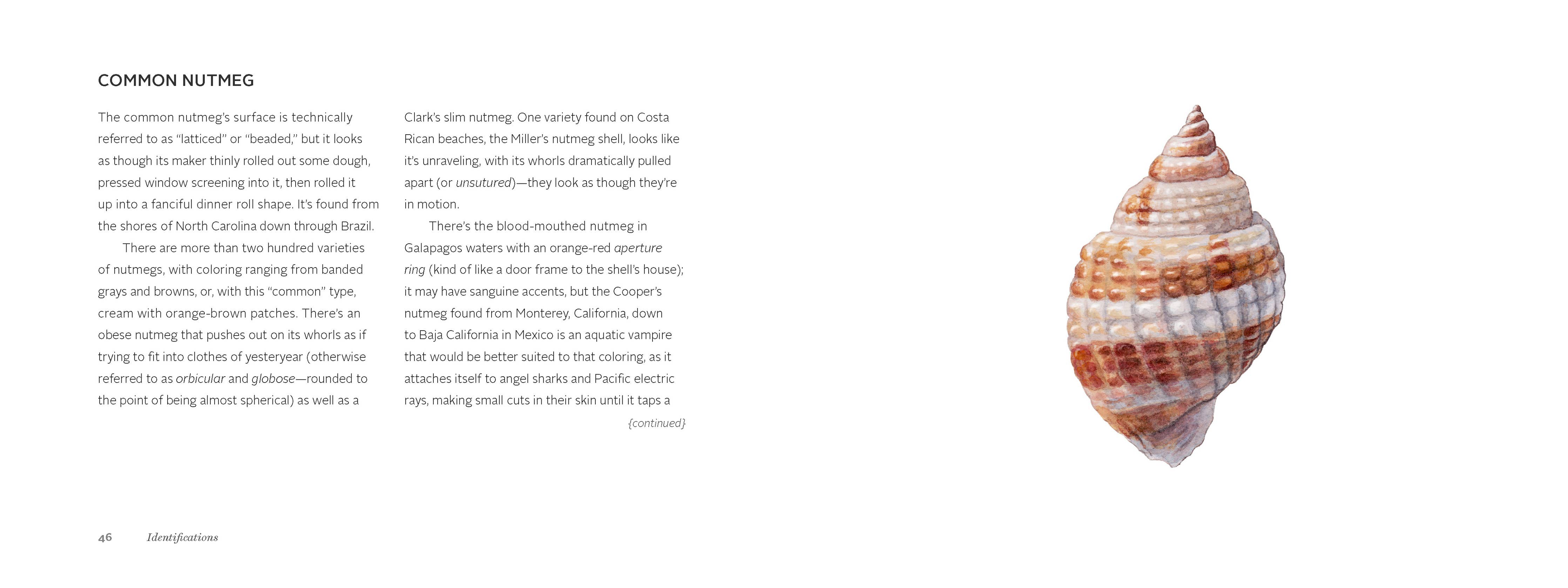 The Beachcomber's Companion