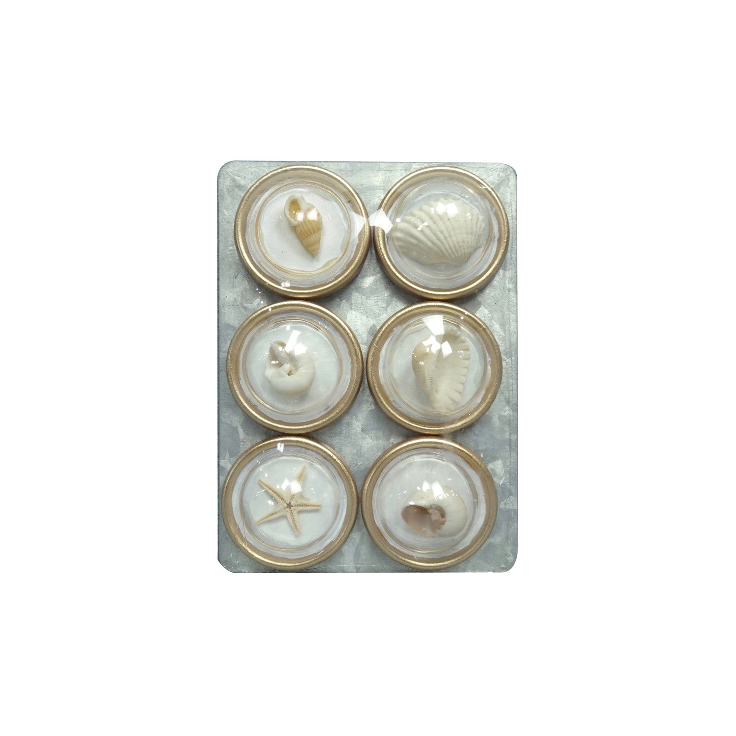 Resin Convex Magnets on Metal Card with Shells, Set of 6