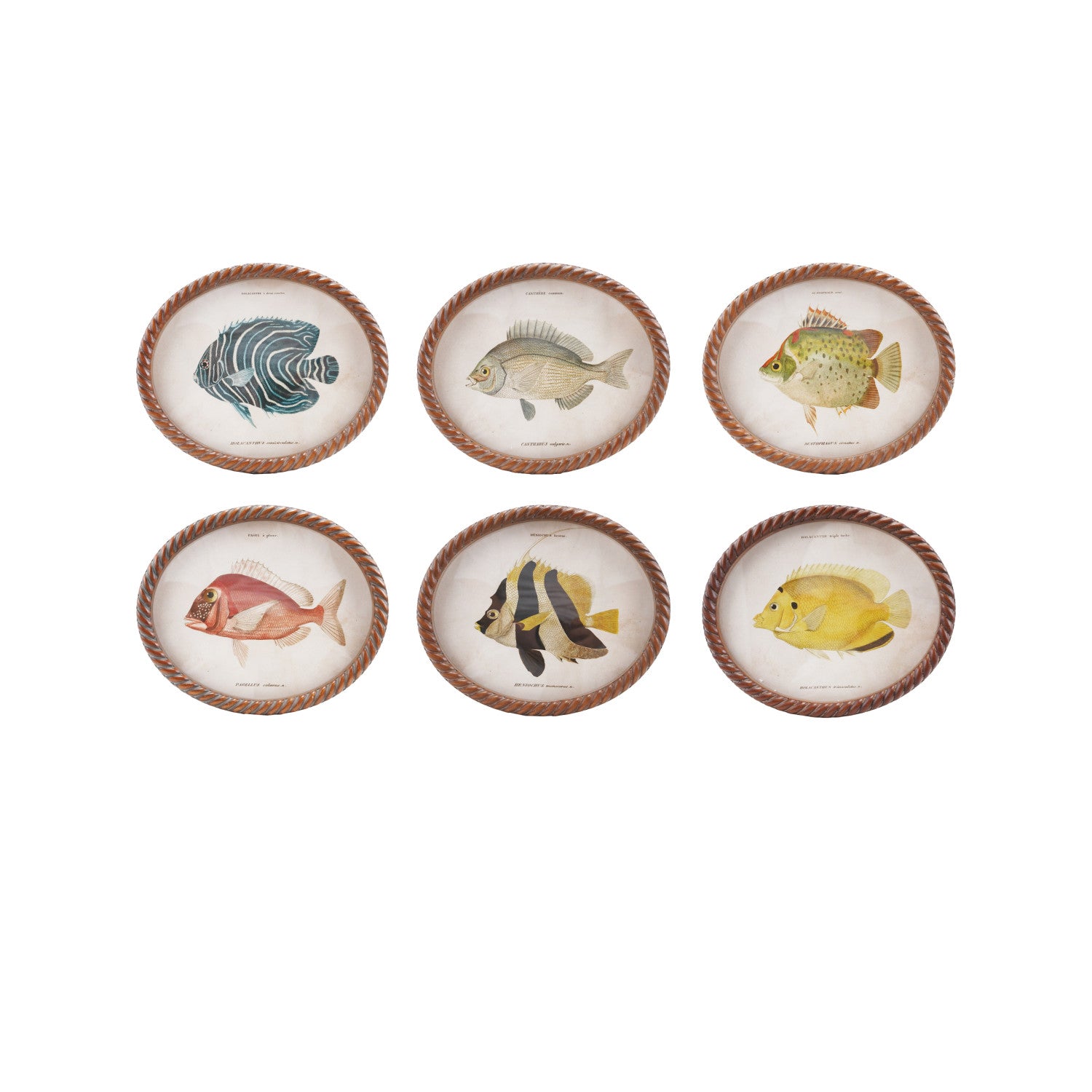 Oval MDF Twisted Framed Glass Wall Décor w/ Vintage Reproduction Fish Image, 6 Styles