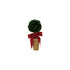 Dried Boxwood Tree in Terra-cotta Pot with Red Velvet Bow