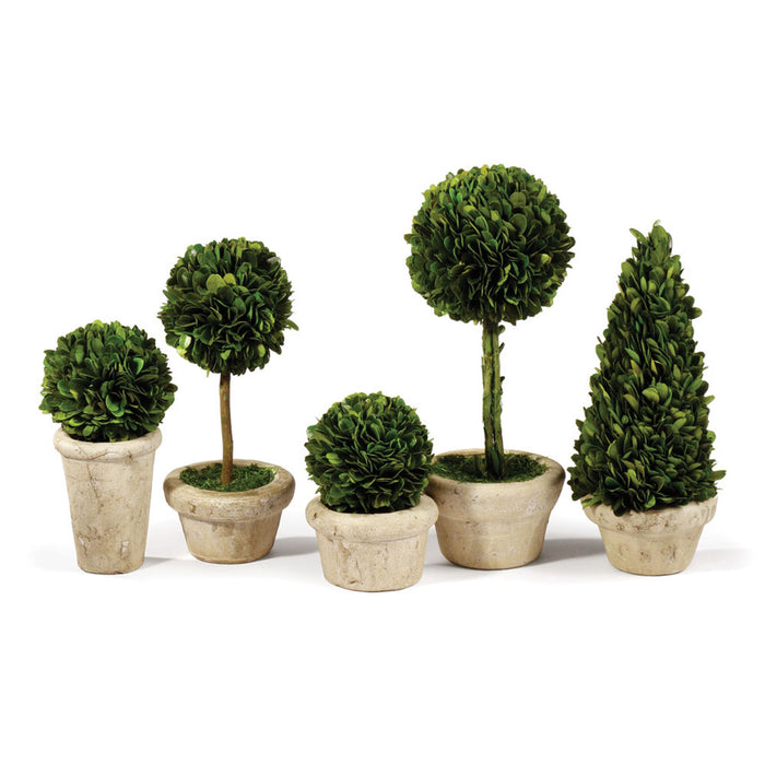 BOXWOOD TOPIARIES IN POTS, SET OF 5 BY NAPA HOME & GARDEN