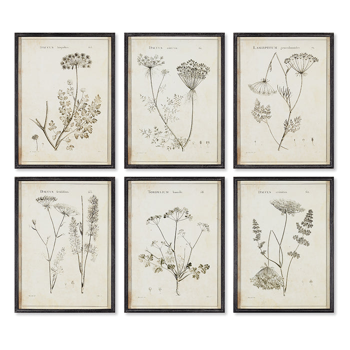 WILDFLOWER STUDY, SET OF 6 BY NAPA HOME & GARDEN
