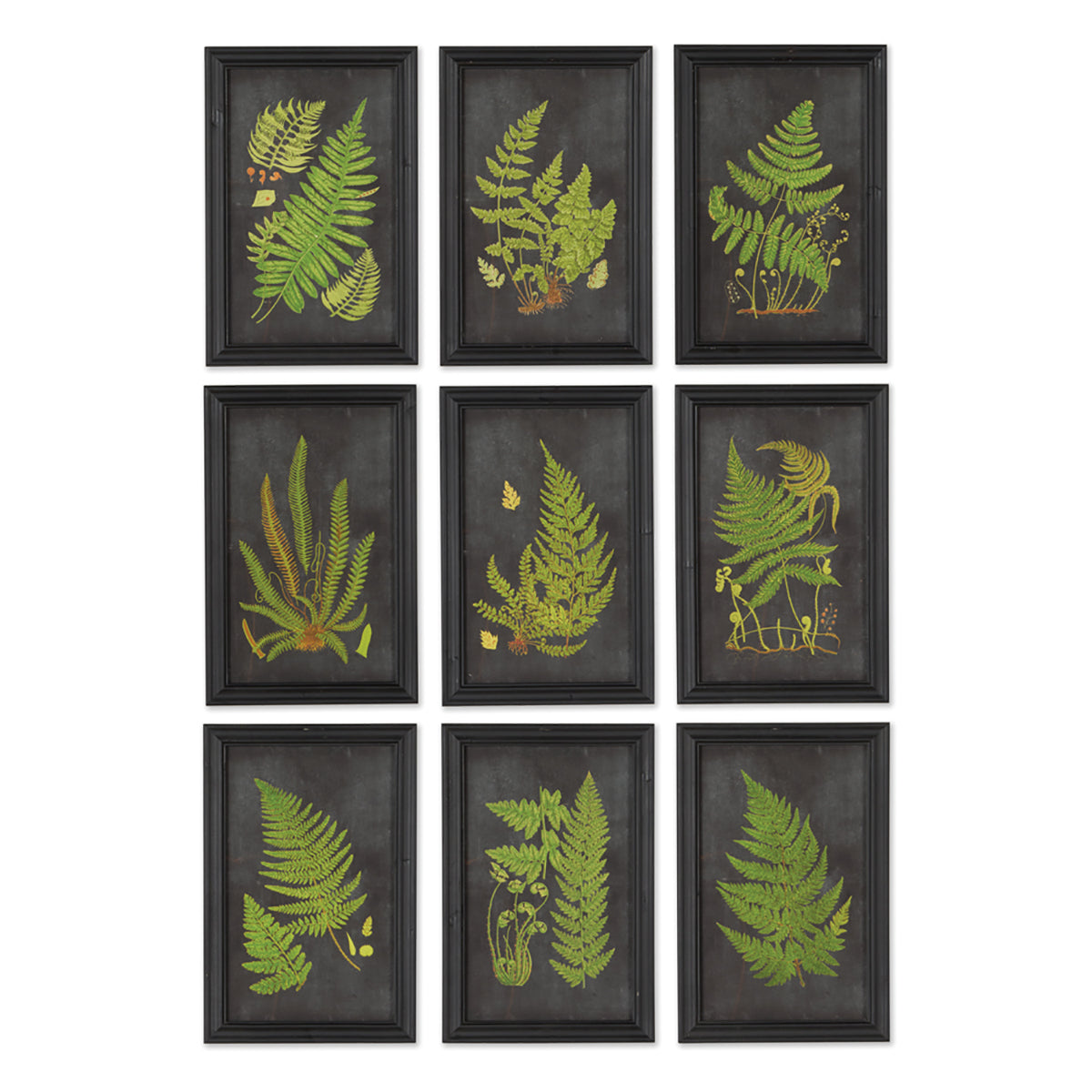 FRAMED FERN BOTANICAL PRINTS, SET OF 9 BY NAPA HOME & GARDEN - A. Dodson's