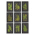 FRAMED FERN BOTANICAL PRINTS, SET OF 9 BY NAPA HOME & GARDEN - A. Dodson's