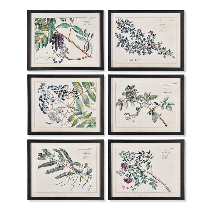 BERRY BRANCH BOTANICAL STUDY, SET OF 6 BY NAPA HOME & GARDEN