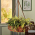 RATTAN HANGING BASKET BY NAPA HOME & GARDEN - A. Dodson's