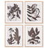 PRESSED FOLIAGE PRINTS, SET OF 4 BY NAPA HOME & GARDEN - A. Dodson's